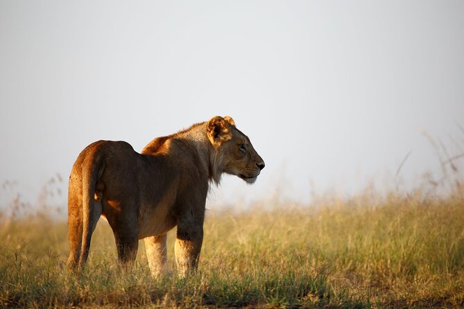 3 Days Tanzania Safari to Manyara Tarangire and Ngorongoro - Day 3: Lake Manyara’s trees, flamingos, and forest edge