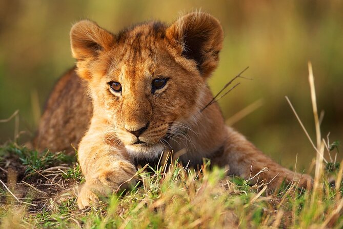 3 Days Tanzania Safari to Manyara Tarangire and Ngorongoro - Group size, timing, and comfort