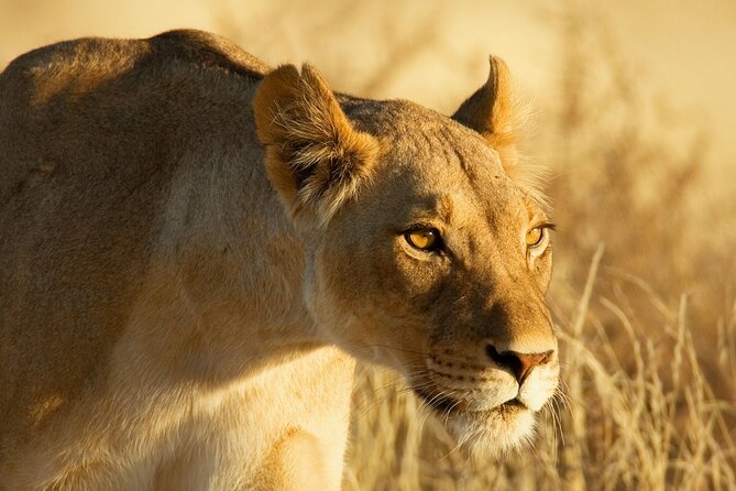 3 Days Tanzania Safari to Manyara Tarangire and Ngorongoro - Day 1: Tarangire’s elephants and baobab country
