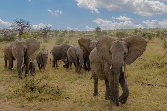 3-Days Tanzania Safari Tours - Key points to know before booking