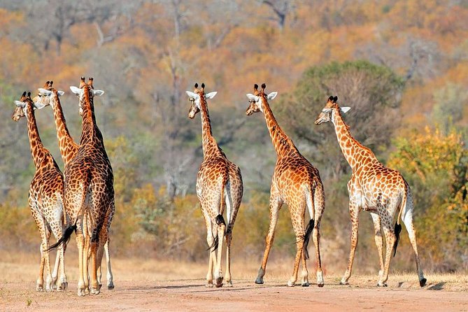 3-Days Tanzania Safari Tours - Why Tarangire earns its place on a short safari