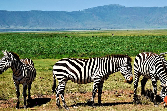 3 Days Tanzania Safari - Day 2: Descending into Ngorongoro Crater