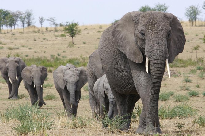 3 Days Tanzania Short and Spicy - Key points to know before booking