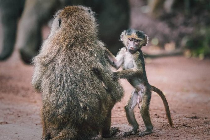 3 - Days Tanzania Wildlife Safari - What the $995 price really buys