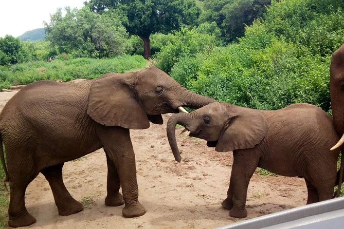 3 - Days Tanzania Wildlife Safari - Day 1 at Lake Manyara, birds, elephants, and a busy first day