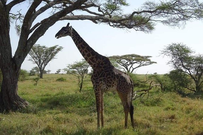 3 days Tarangire, Lake Manyara and Ngorongoro - Timing and pickup details to check