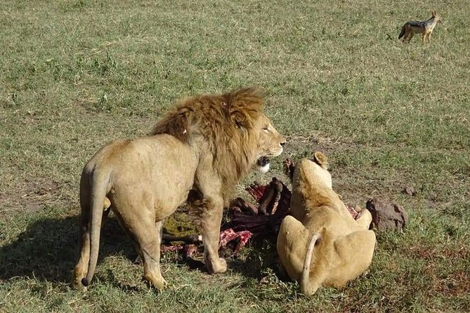3 days Tarangire, Lake Manyara and Ngorongoro - The guide can shape the whole safari