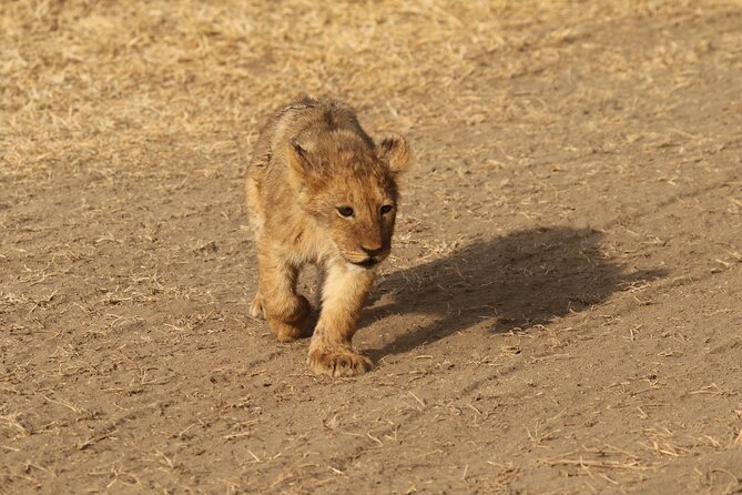 3 Days Tarangire, Ngorongoro & Lake Manyara Group Camping Safari - Tarangire: elephants beneath the baobabs