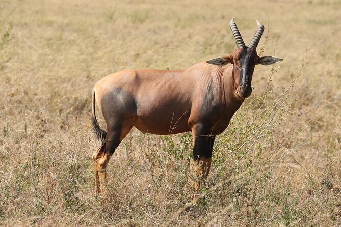 3 Days Tarangire, Ngorongoro & Lake Manyara Group Camping Safari - Ngorongoro Crater: the trip’s main wildlife day