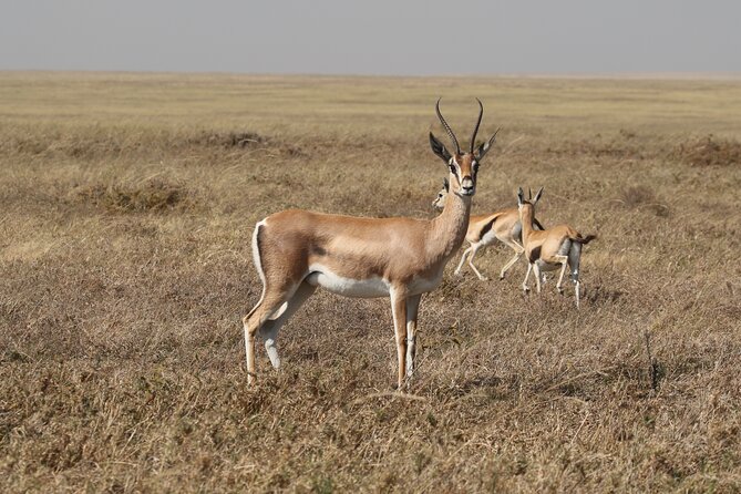 3 Days Tarangire, Ngorongoro & Lake Manyara Group Camping Safari - Lake Manyara: forest, cliffs, and birdlife