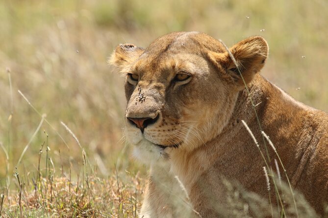 3 Days Tarangire, Ngorongoro & Lake Manyara Group Camping Safari - Is $700 a fair price?