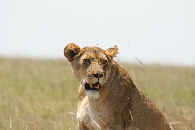3 Days Tarangire, Ngorongoro & Lake Manyara Group Camping Safari - Who should book this safari?