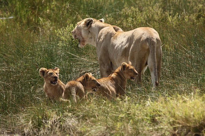 3 Days Tarangire, Ngorongoro & Lake Manyara Group Camping Safari - Twiga Campsite and the value of simple camping