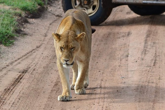 3 days Tarangire, Ngorongoro & Lake Manyara package - Day 1: Tarangire’s elephants beneath the baobabs