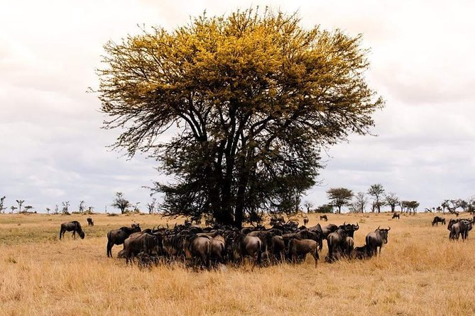 3 days Tarangire, Ngorongoro & Lake Manyara package - Day 3: Descending into Ngorongoro Crater