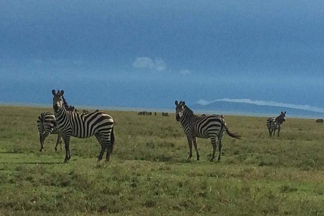 3 days Tarangire, Ngorongoro & Lake Manyara package - What to know before you book