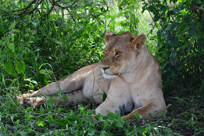 3 days Tarangire, Ngorongoro & Lake Manyara package - Day 2: Lake Manyara’s birds, hippos, and possible tree-climbing lions
