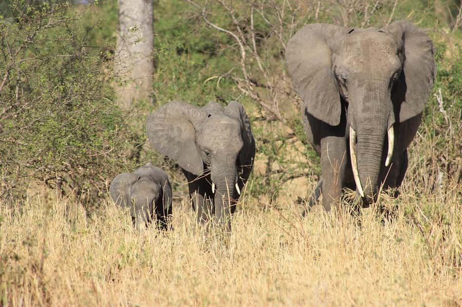 3-days unforgettable memory from Dar-es-Salaam to Mikumi NP - The best parts of this three-day trip