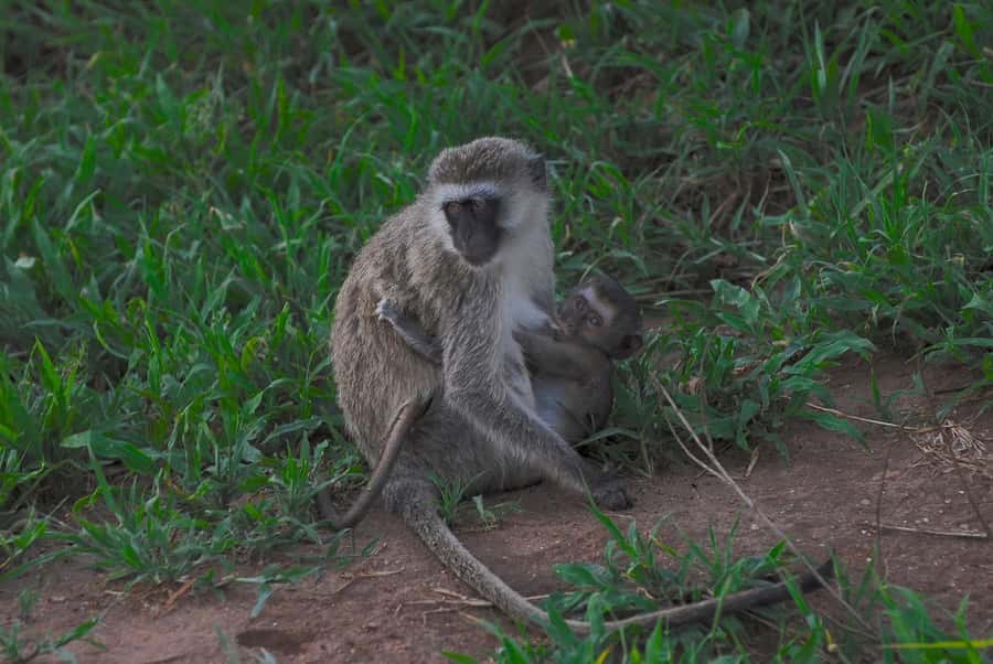 3-days unforgettable memory from Dar-es-Salaam to Mikumi NP - Why Mikumi works from Dar es Salaam