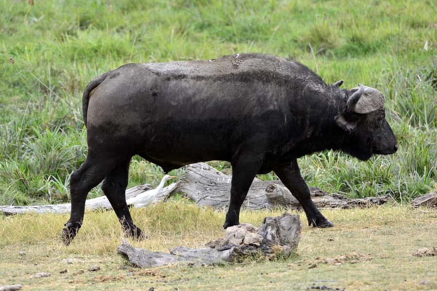 3-days unforgettable memory from Dar-es-Salaam to Mikumi NP - What the lodge stay is really worth