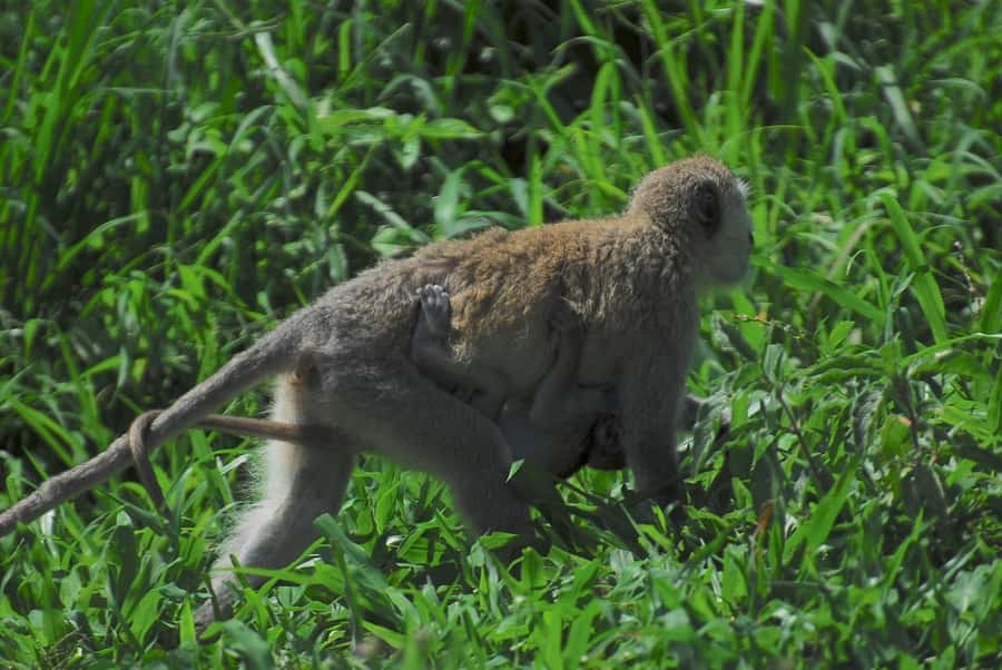 3-days unforgettable memory from Dar-es-Salaam to Mikumi NP - Day 1: Dar es Salaam to Morogoro and Mikumi