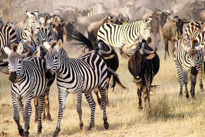 3Days Safari to Tarangire Ngorongoro and manyara lodge safari - Day 1: Tarangire’s elephants and baobab country