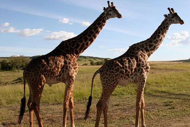 3Days Safari to Tarangire Ngorongoro and manyara lodge safari - Day 3: Woodlands, hot springs, and Lake Manyara