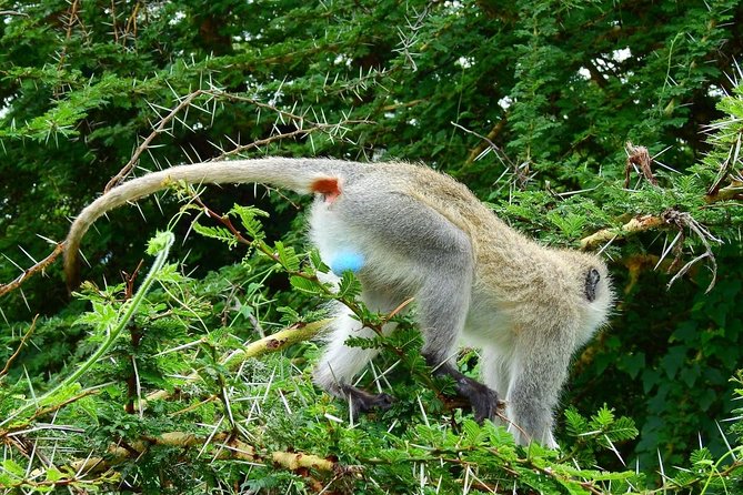 3Days Safari to Tarangire Ngorongoro and manyara lodge safari - What the $645 price covers