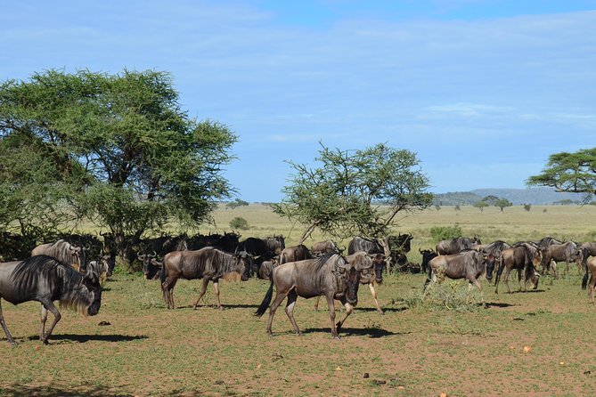 3Days Safari to Tarangire Ngorongoro and manyara lodge safari - The guide can shape the whole safari