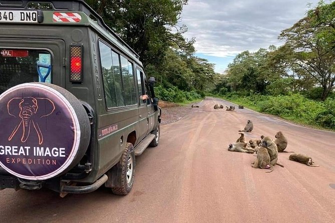 3days Serengeti National park and Ngorongoro Crater Tanzania Safari - Day two: an early Serengeti search and the move toward Ngorongoro