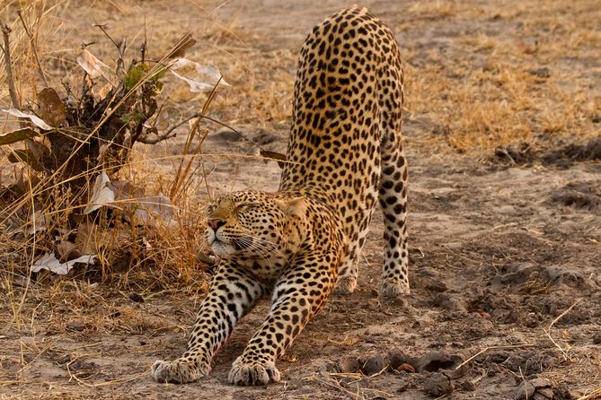 4 Day Adventure Lake Manyara , Serengeti & Ngorongoro - Serengeti morning: the best chance for quiet sightings