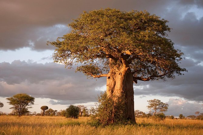 4 Day: Astonishing Group Safari - Day 3: Choosing your Serengeti rhythm