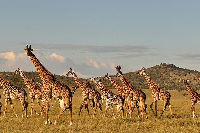 4 Day: Astonishing Group Safari - The vehicle and group size matter more than they sound