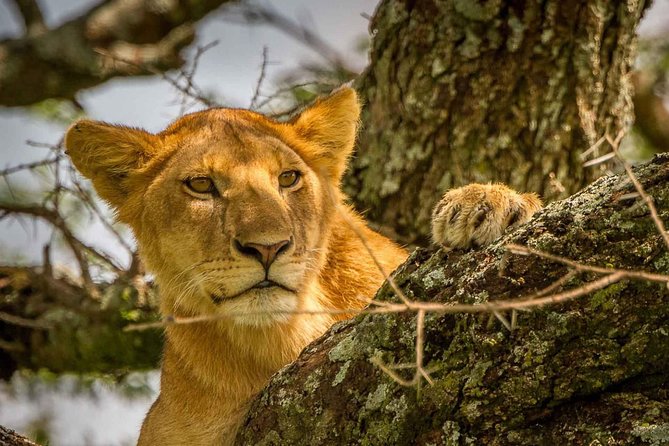 4 Day: Astonishing Group Safari - Day 1: Lake Manyara’s forest, lake, and baboons