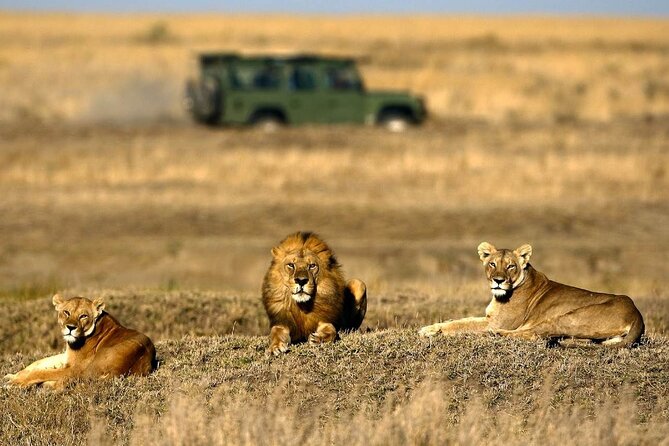 4-Day Basic Safari with Serengeti, Ngorongoro, & Tarangire - Three parks, one compact Tanzania route
