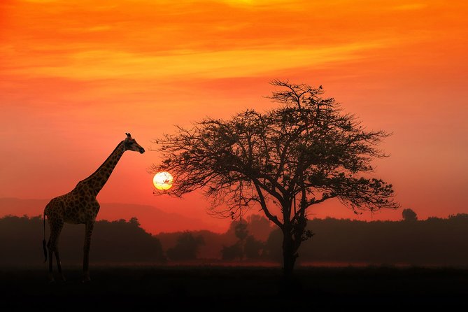 4-Day Basic Safari with Serengeti, Ngorongoro, & Tarangire - Day 2: Crossing the highlands into the Serengeti