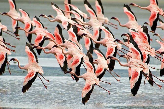 4-Day Basic Safari with Serengeti, Ngorongoro, & Tarangire - Day 3: Sunrise cats and a full Serengeti game drive