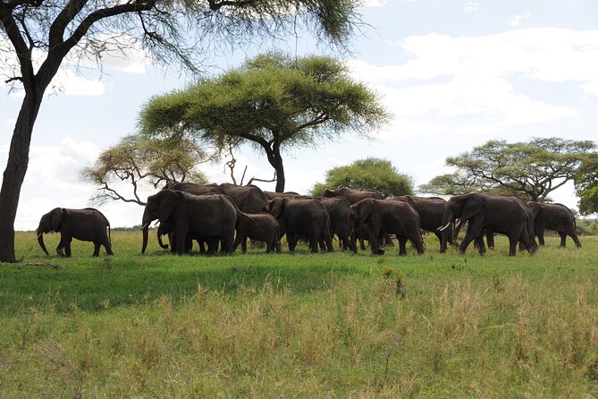 4-Day Basic Safari with Serengeti, Ngorongoro, & Tarangire - Day 4: Down into Ngorongoro Crater