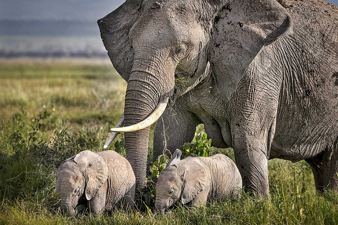 4-Day Basic Safari with Serengeti, Ngorongoro, & Tarangire - The vehicle, group size, and daily comfort