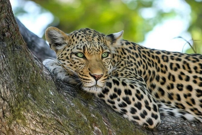 4-Day Best of Tanzania Safari - Key points to know before booking