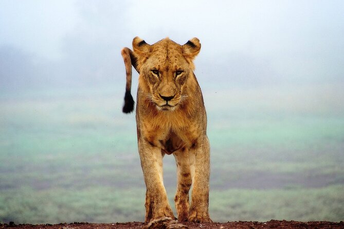 4-Day Best of Tanzania Safari - Three famous parks in only four days