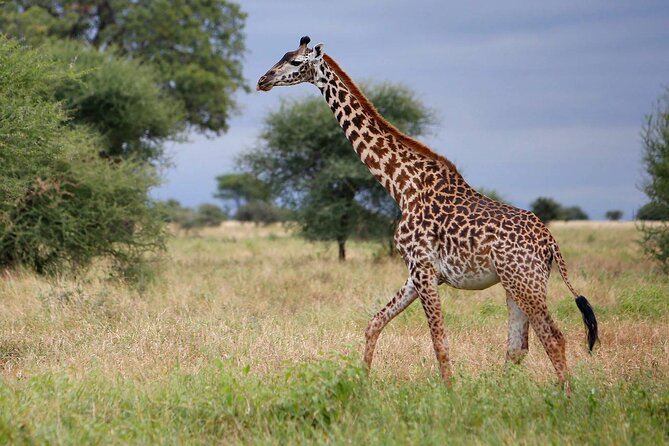 4-Day Best of Tanzania Safari - Tarangire: elephants beneath the baobabs