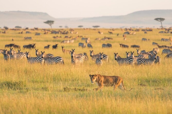 4-Day Budget Tarangire, Serengeti, Ngorongoro Safari Guided Tour - Four things to know before booking