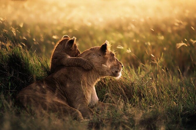 4-Day Budget Tarangire, Serengeti, Ngorongoro Safari Guided Tour - The guide can make or break a shared safari