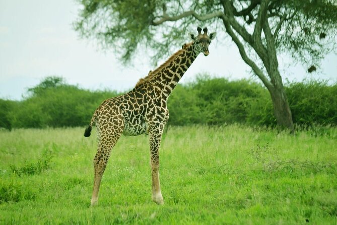 4-Day Camping on the Big Five Private Safari - What This Four-Day Safari Is Really Like