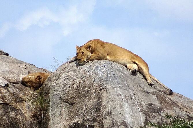 4-Day Camping on the Big Five Private Safari - Day 3: Morning Wildlife and Olduvai Gorge