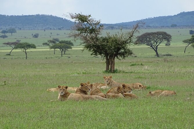 4-Day Camping on the Big Five Private Safari - Day 4: Descending Into Ngorongoro Crater
