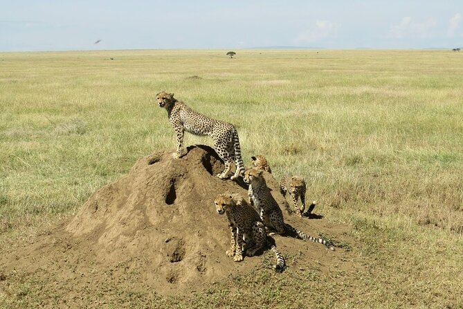 4-Day Camping on the Big Five Private Safari - Camping, Food, and What the Price Covers