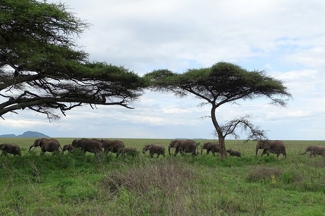4-Day Camping on the Big Five Private Safari - Guides, Vehicle Time, and Personal Service