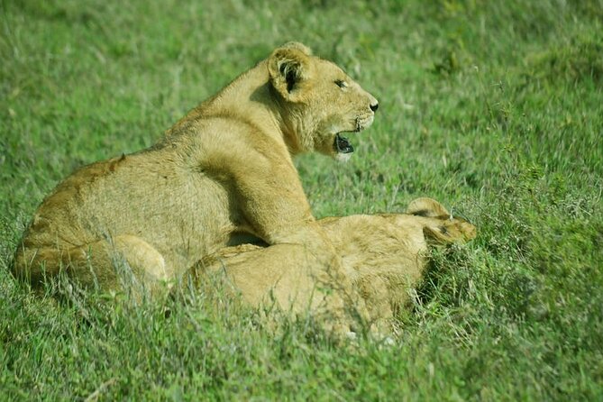 4-Day Camping on the Big Five Private Safari - Day 1: Elephants and Baobab Country in Tarangire